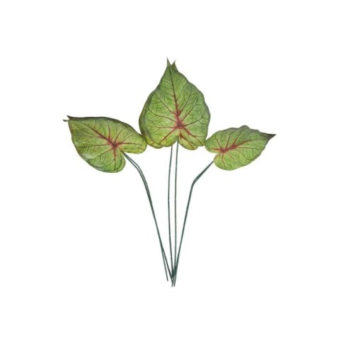 SET 6 FOGLIE CALADIUM 3ASS